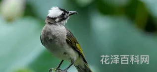 白头翁吃什么