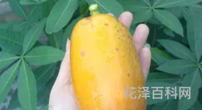瓜熟蒂落下一句