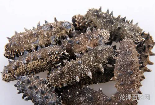 干海参的做法大全，干海参怎么做菜