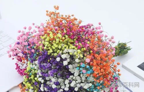 满天星的花语和寓意，鲜花配送订花快网