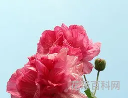 芙蓉花有几种 芙蓉花种类及名称