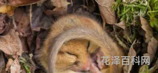 哪些动物冬眠，十二种冬眠的动物