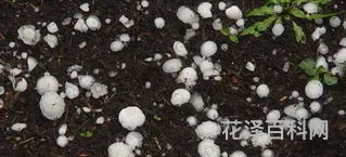 冰雹是怎样形成的 冰雹是凝华还是凝固