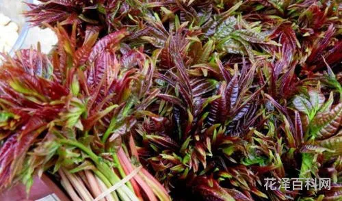 香椿芽如何长期保鲜存放 香椿冷冻一年可以吃吗