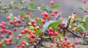 红豆生南国春来发几枝 红豆代表爱情还是友情