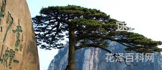 去黄山旅游注意事项，春节适合去黄山旅游吗