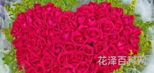 99朵玫瑰代表什么