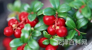 蔓越莓长在哪里，蔓越莓生长在陆地还是水里