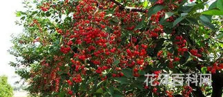 樱桃是先开花还是先长叶 樱桃什么时候开花结果