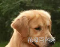 金毛犬怎么养 金毛犬寿命一般多少年