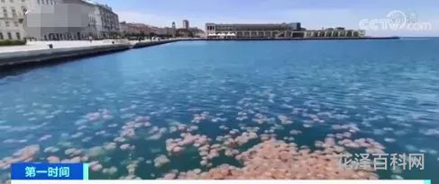 意大利海域水母入侵，意大利入侵阿尔巴尼亚