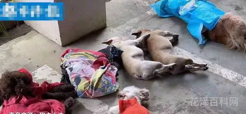 蝇营狗苟是什么意思 蝇营狗苟兀穷年 白马青衫慢慢行