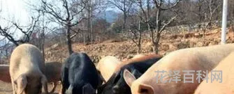 新玉米能喂猪吗