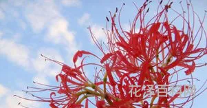 彼岸花的英文，roseonly永生花