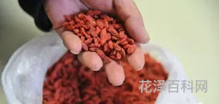 三种人坚决不能吃西洋参 西洋参对男性性功能有效吗