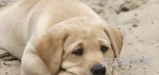 小狗眼屎多怎么办 狗狗眼睛分泌物变多