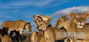 动物与人的故事 故事《贪吃的小猪》