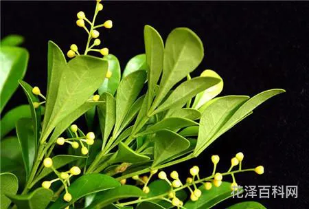 尤加利是什么 尤加利的花语和寓意