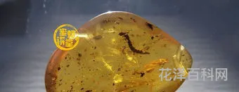 琥珀的形成过程，琥珀原石多少钱一克