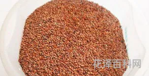 海藻面膜怎么做