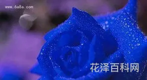 蓝玫瑰代表什么意思，蓝玫瑰适合送什么人