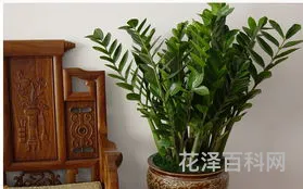 金钱树的养殖 金钱树喜阴还是喜阳
