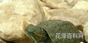 巴西龟怎么养，巴西龟干养还是水养好