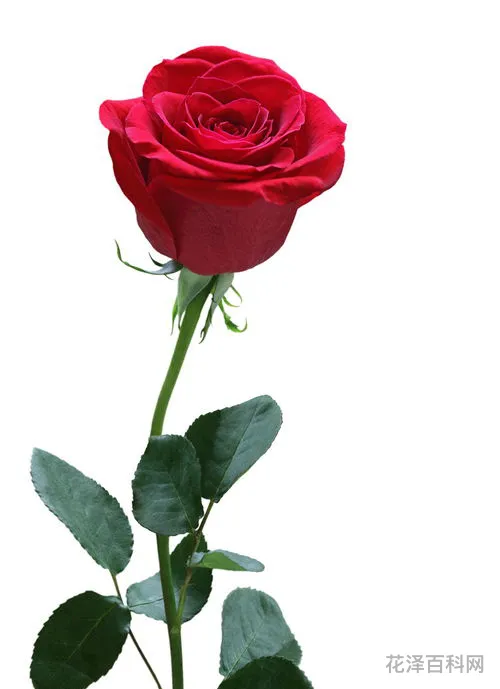 玫瑰花朵数的含义，送一朵玫瑰花代表什么