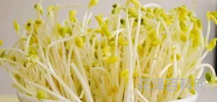 绿豆芽的生法，家庭绿豆芽生发步骤