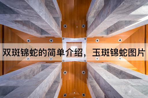 双斑锦蛇的简单介绍，玉斑锦蛇图片
