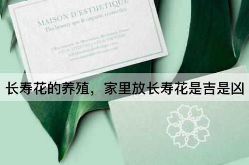 长寿花的养殖，家里放长寿花是吉是凶